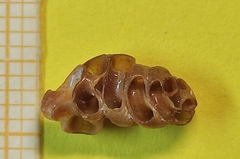 Petaloconchus glomeratus