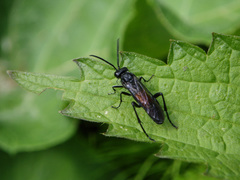 Macrophya annulata