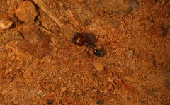 Trichomyrmex