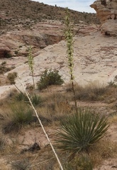Yucca utahensis