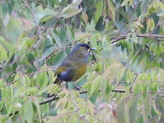 Liocichla steerii