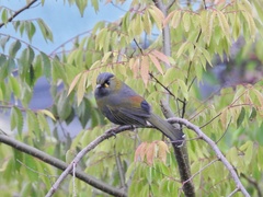 Liocichla steerii