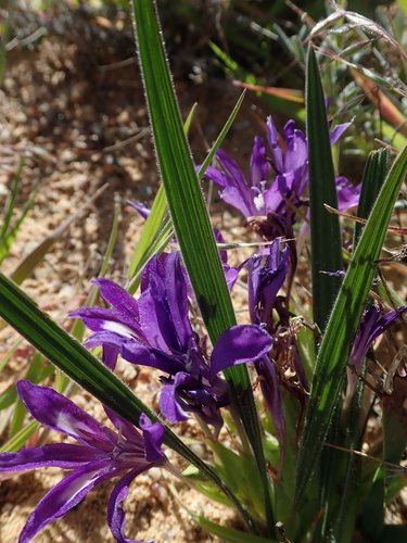 Image of Babiana attenuata by no rights reserved