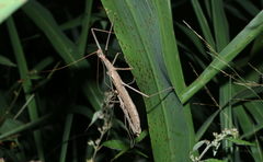 Trachythorax