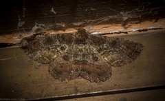 Paradromulia ambigua