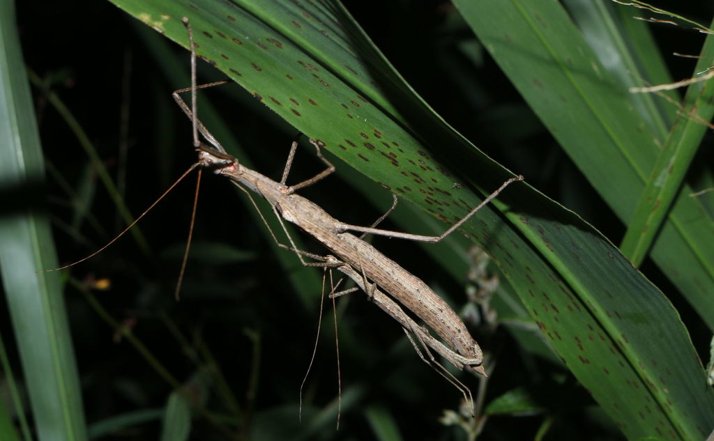 Trachythorax sparaxes