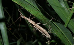 Trachythorax