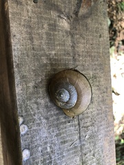 Cryptozona menglunensis