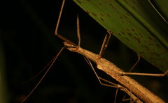 Trachythorax