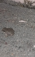 Pleurodema nebulosum