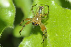 Araniella opisthographa