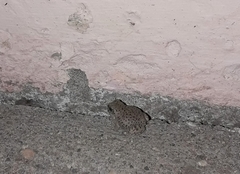 Pleurodema nebulosum