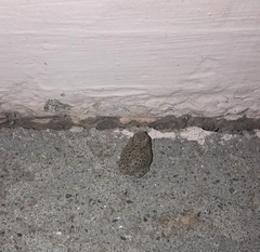 Pleurodema nebulosum