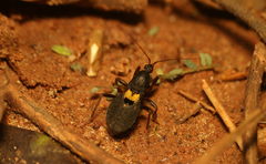 Ectomocoris tibialis