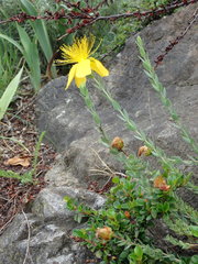 Hypericum olympicum