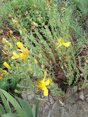 Hypericum olympicum