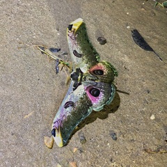 Saturnia zuleika