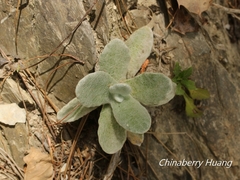 Pseudognaphalium adnatum