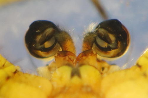 Araniella opisthographa