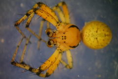 Araniella opisthographa