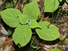 Comanthosphace formosana