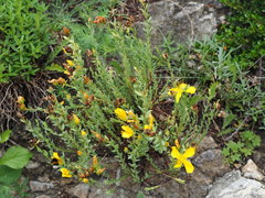 Hypericum olympicum