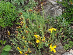 Hypericum olympicum
