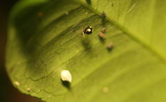 Theridula gonygaster