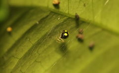 Theridula gonygaster