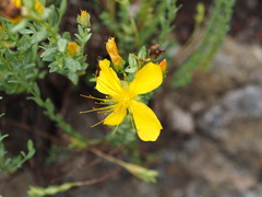 Hypericum olympicum