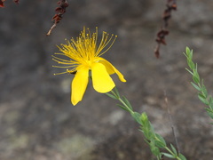 Hypericum olympicum
