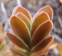 Crassula ciliata