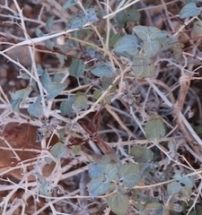 Dicoria canescens