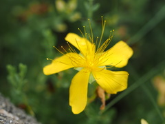 Hypericum olympicum