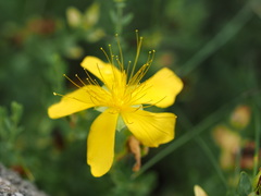 Hypericum olympicum