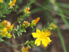 Hypericum olympicum