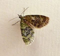 Acasis viretata