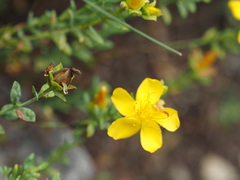 Hypericum olympicum