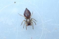 Porrhoclubiona leucaspis