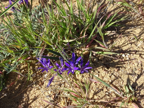 Image of Babiana attenuata by no rights reserved