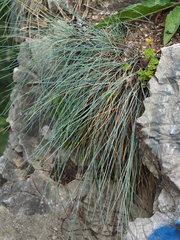 Festuca pallens