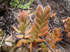 Crassula ciliata