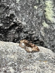Noctuana