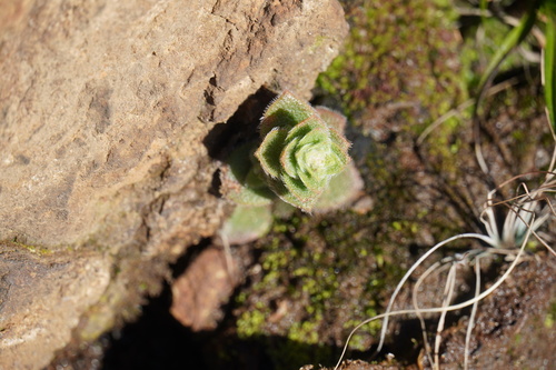Crassula setulosa