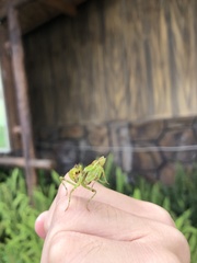 Creobroter