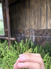 Creobroter