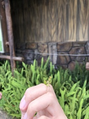 Creobroter