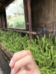 Creobroter