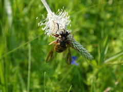 Temnostoma sericomyiaeforme