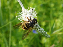 Temnostoma sericomyiaeforme